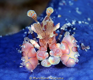 Arlequin shrimp
Nikon d800E, 105 micro Nikon, twin strob... by Marchione Giacomo 